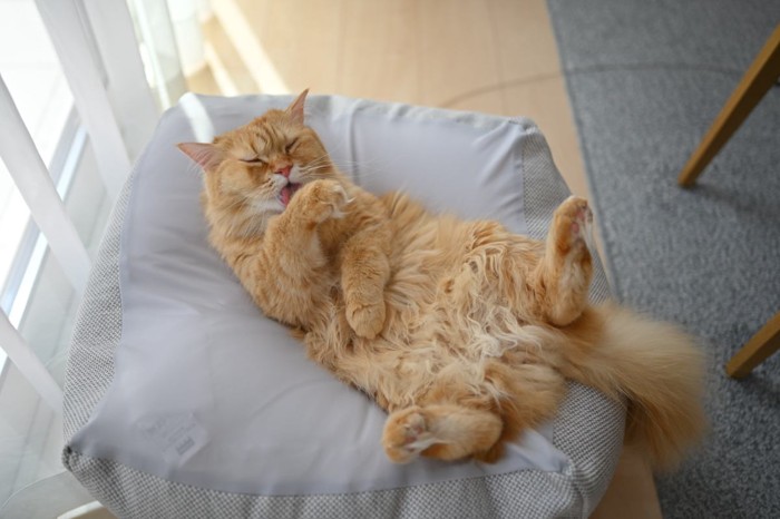 ヘソ天で毛づくろいをするマンチカン