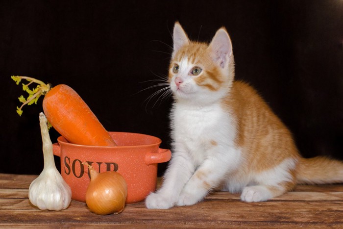 猫と野菜