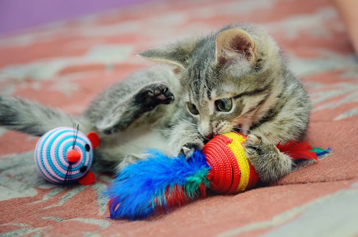 おもちゃで遊ぶ猫