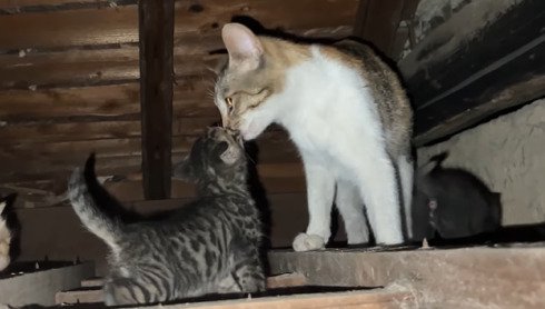 母猫に顔を近づける子猫