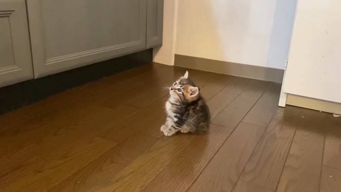 座る子猫