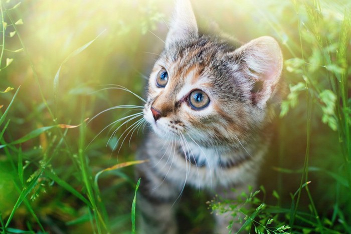 草むらの中の子猫