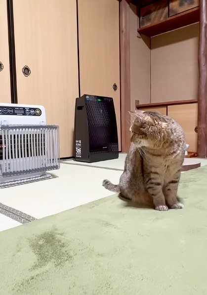 ヒーターの傍に寄って背中を向ける猫