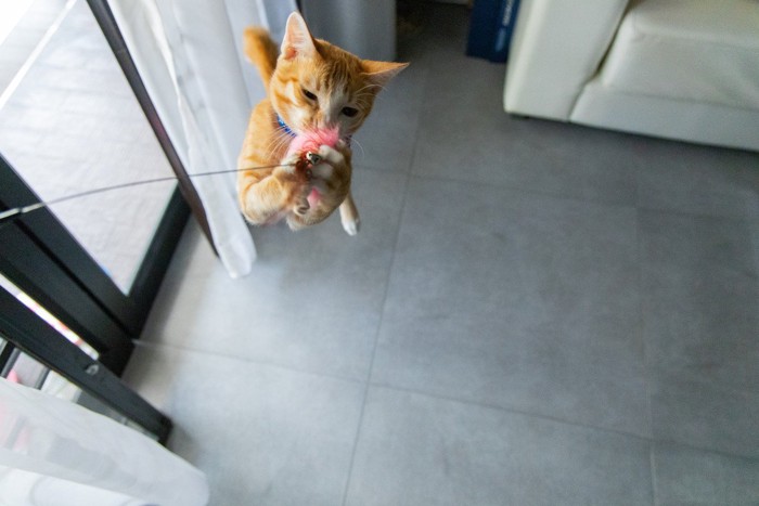 猫じゃらしに飛びつく猫