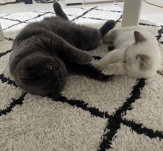 寝転がっている2匹の猫