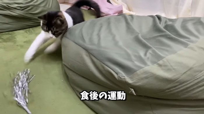 おもちゃを追いかける猫