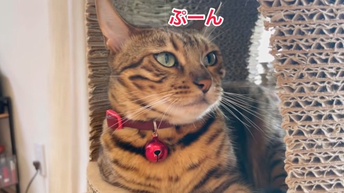 赤い首輪の猫