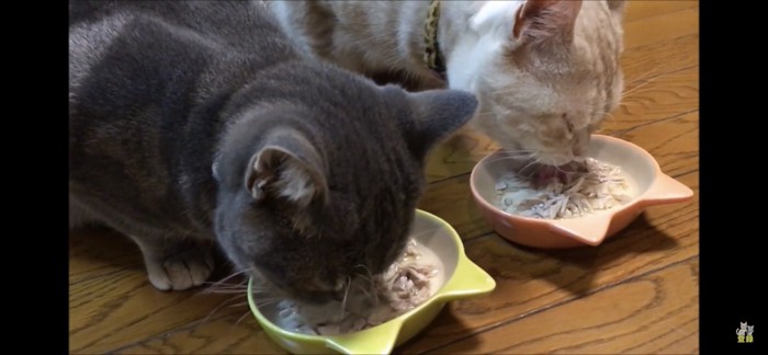 並んでごはんを食べる猫