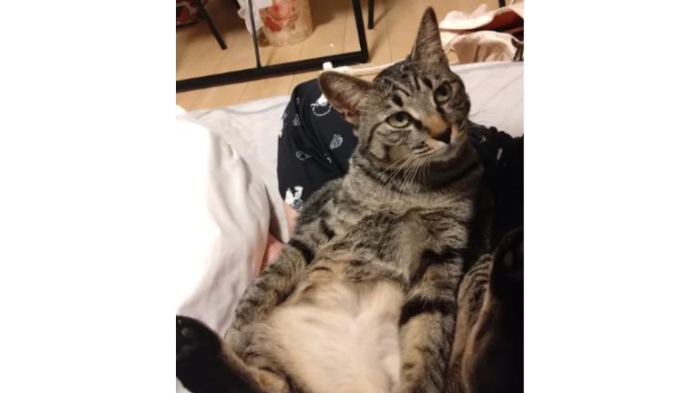 室内にいる猫
