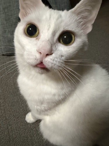 袋の音を聞いて舌が出る猫
