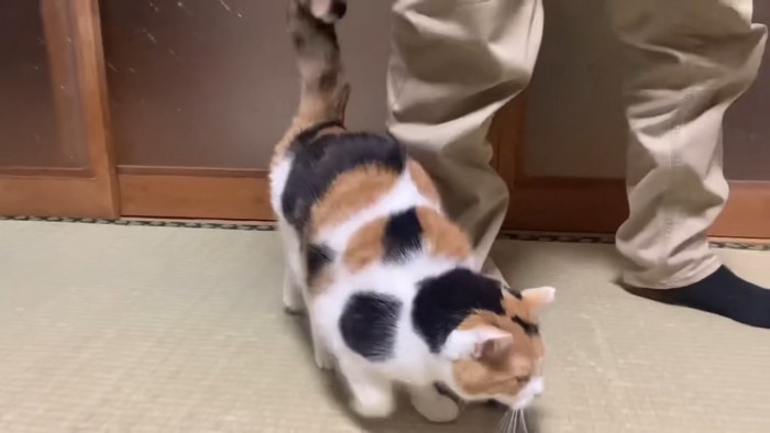 足元にすり寄るミケちゃん