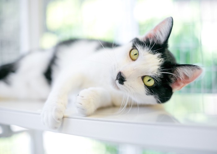 テーブルの上で横になる猫