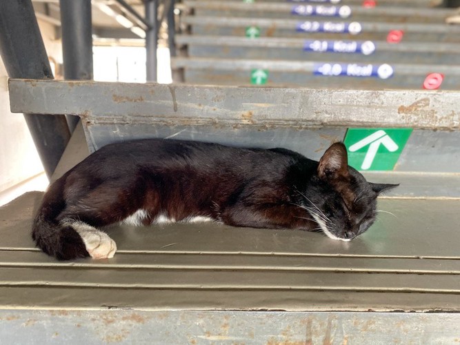 駅の階段で眠る黒猫