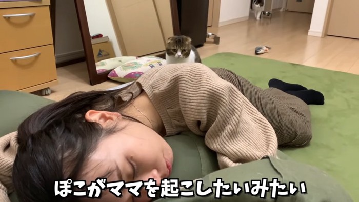 寝ている人の後ろに座る猫