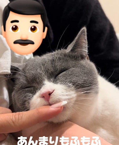 眠る猫