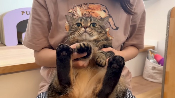 抱かれる猫