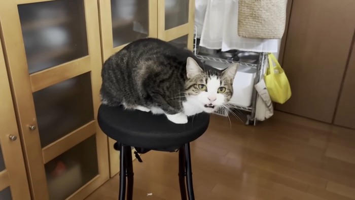 キッチンの椅子の上でママに向かって鳴くキジ白猫
