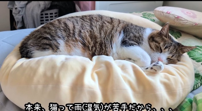 寝ている猫