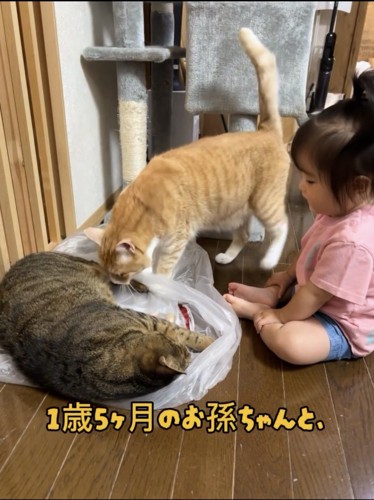 遊んでいる赤ちゃんと猫