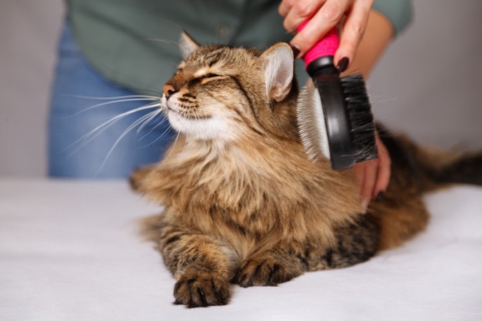 ブラッシングされて目を閉じる猫