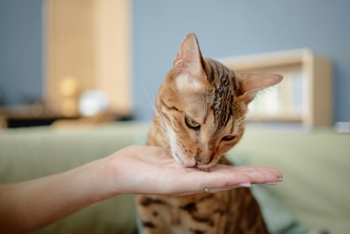 飼い主の手のひらからおやつを食べている猫