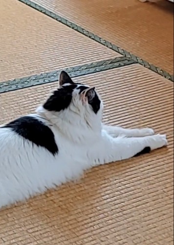 畳でくつろぐ猫の後頭部