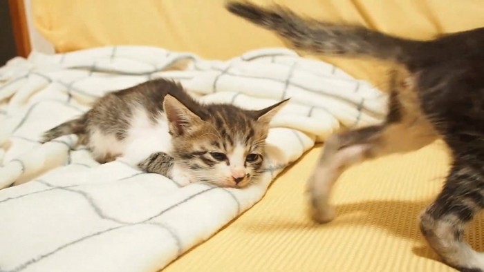 寝そうな猫