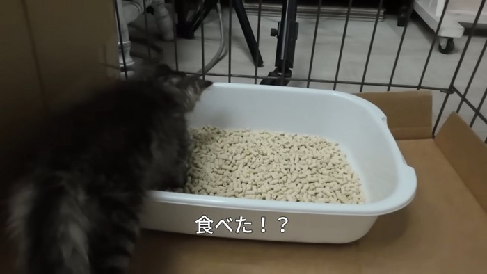 トイレの中に入った子猫