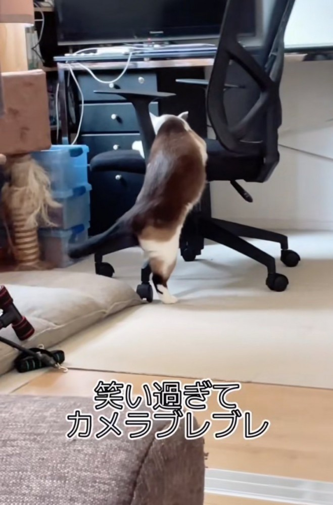 椅子に寄りかかって回る猫