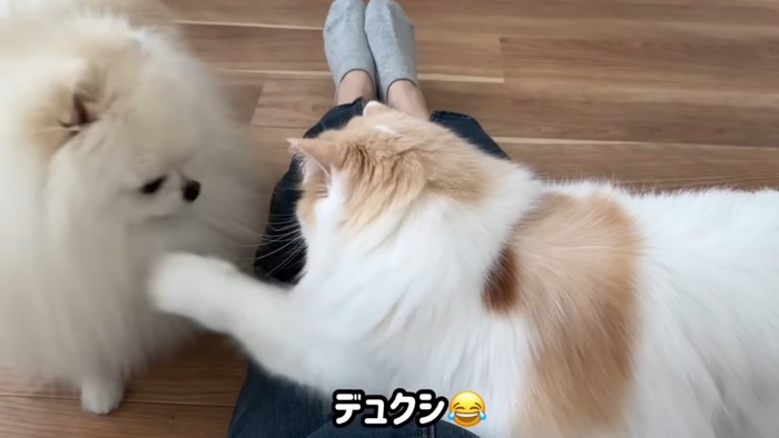 犬にパンチする猫