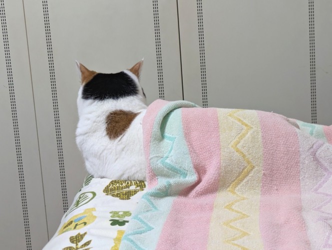 タオルケットをかけた猫