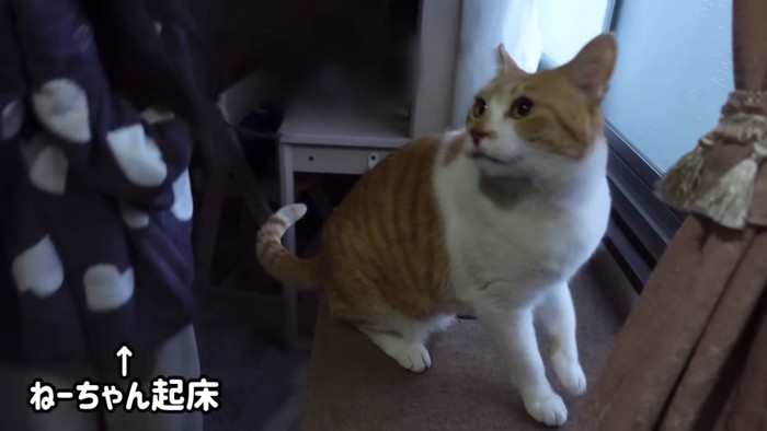 座る猫