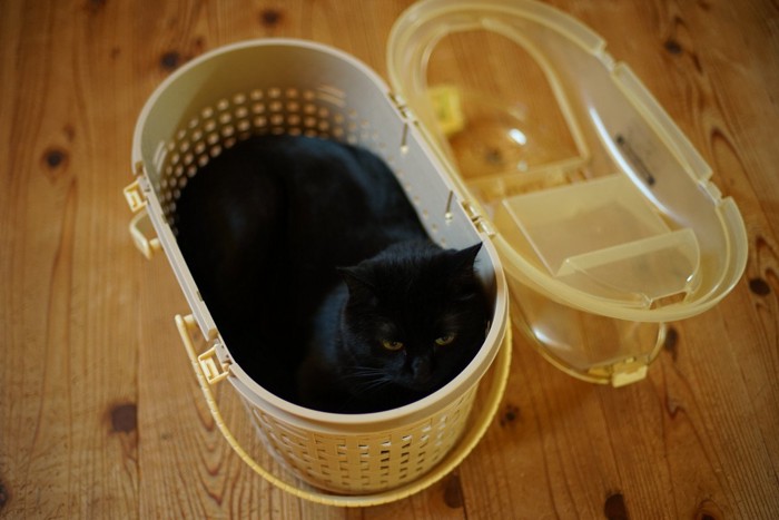 キャリーバッグの中で寛ぐ猫