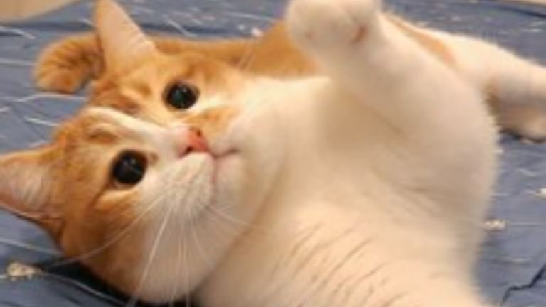 室内にいる猫
