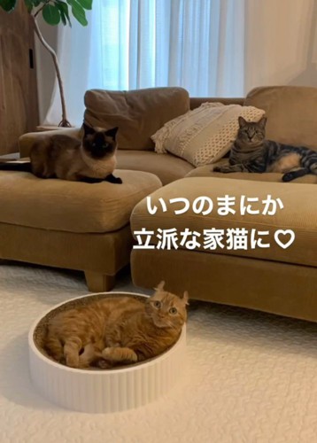 くつろぐ3匹の猫