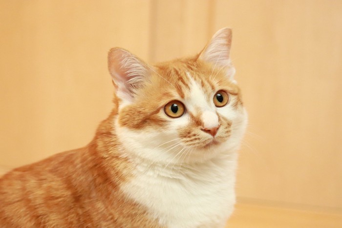 猫の見つめる先