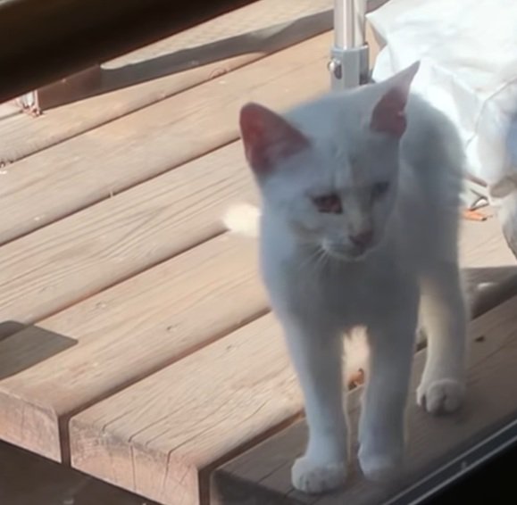 野外の木の板の上にいる子猫