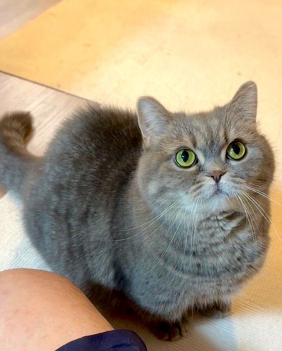 見上げる猫