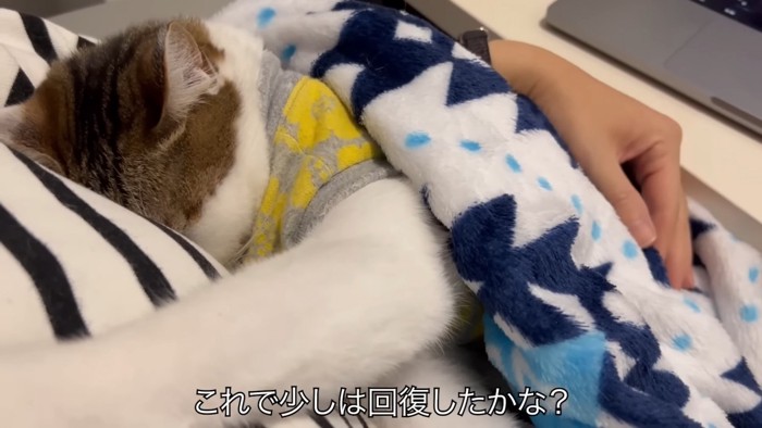 人の胸に顔を埋める猫