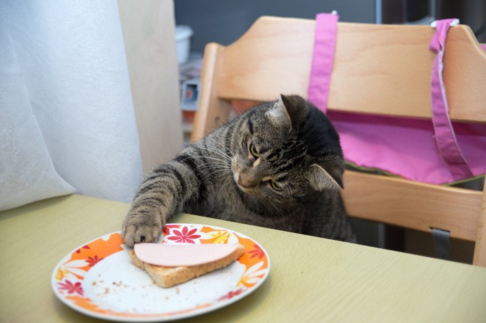 食べ残しのトーストに手を出す猫