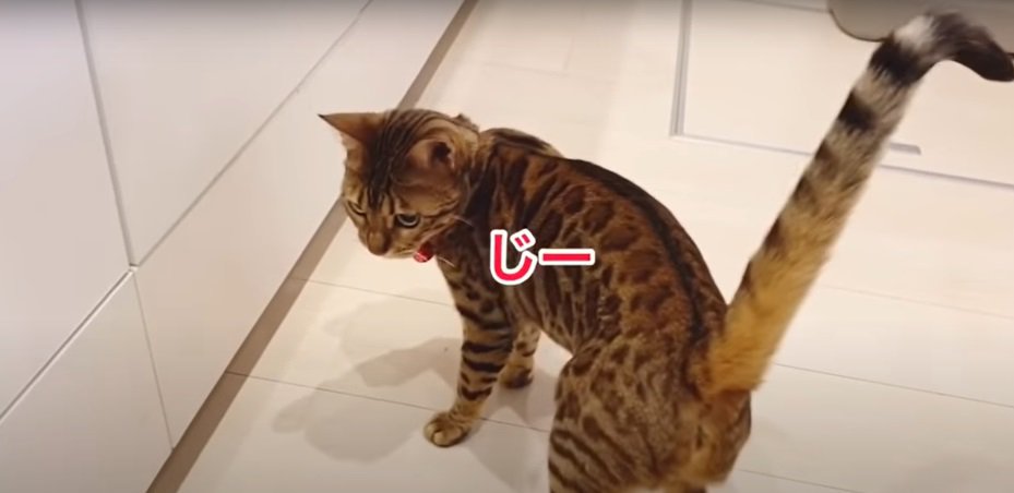 戸棚を見つめる猫