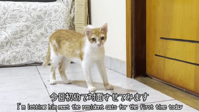 テロップ「今日初めて~」