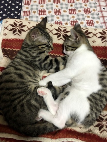 向かい合って眠る2匹の子猫