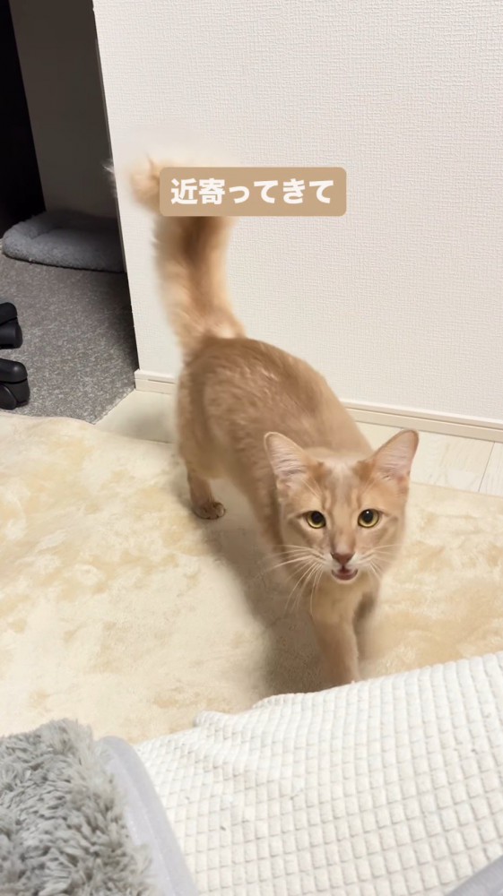 鳴きながら飼い主に近づく猫