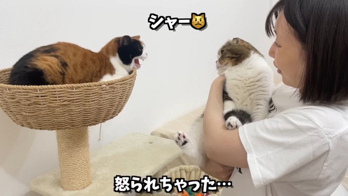 抱っこされる猫と怒る猫