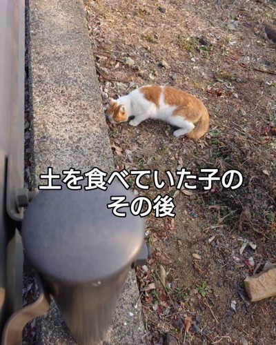 土を食べている猫