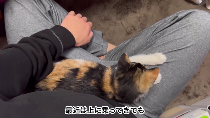 膝に乗る茶黒猫