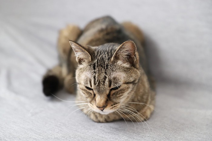 香箱座りで目が半分閉じている猫