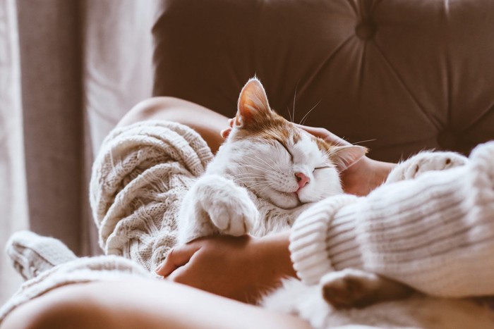 膝の上でくつろぐ猫