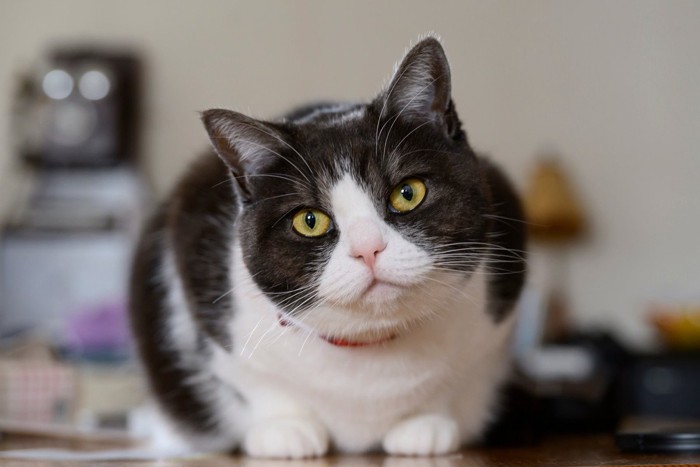 見つめる猫